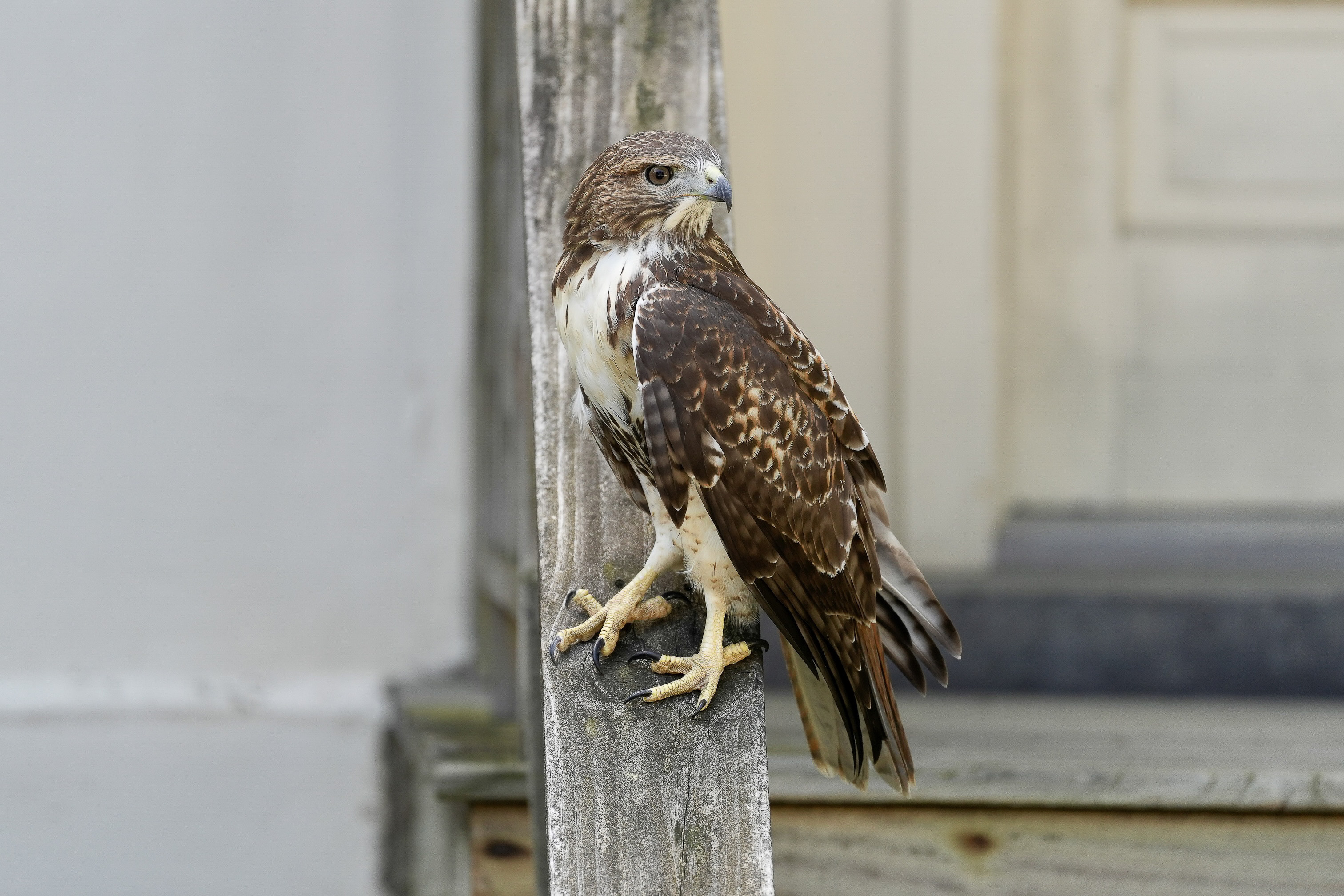 Red-tailed Hawks N1 and N2
